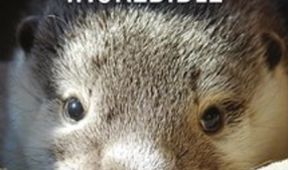 Otterly Incredible