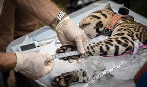 Americký ocelot