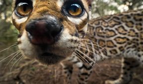 Americký ocelot