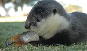 Otterly Incredible