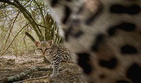 Americký ocelot