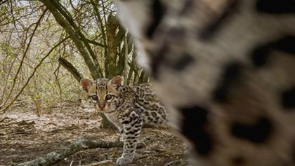 Americký ocelot