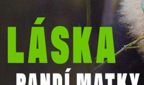 Láska pandí matky