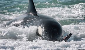David Attenborough: Lov (2)
