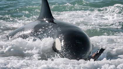 David Attenborough: Lov (2)