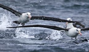 David Attenborough: Lov (2)