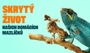 Skrytý život našich domácích mazlíčků (4/4)