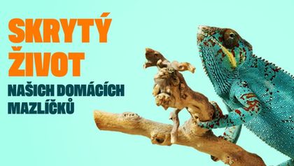 Skrytý život našich domácích mazlíčků (4/4)
