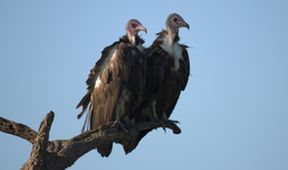 Velkolepá zvířata Afriky (3)