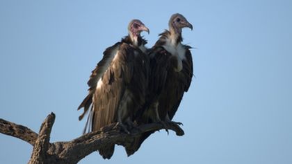 Velkolepá zvířata Afriky (3)