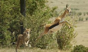 David Attenborough: Lov (1)