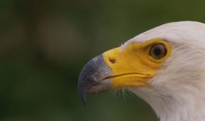 Velkolepá Afrika (3)