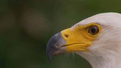 Velkolepá Afrika (3)