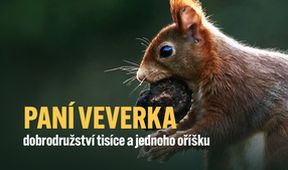 Paní veverka - dobrodružství tisíce a jednoho oříšku