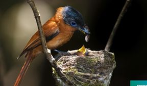 Madagaskar