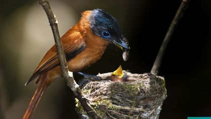 Madagaskar