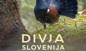 Divoká příroda Slovinska