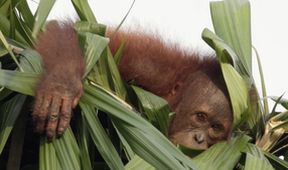 Borneo a jeho zázračný prales