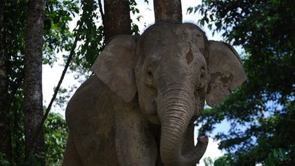 Borneo a jeho zázračný prales