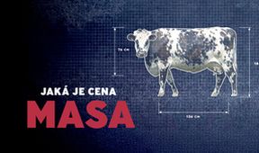Jaká je cena masa, Dokumentární klub