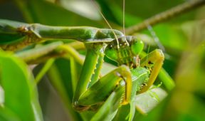 David Attenborough: Lov (3)