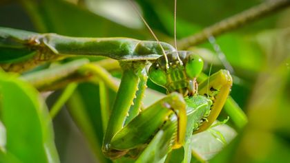 David Attenborough: Lov (3)