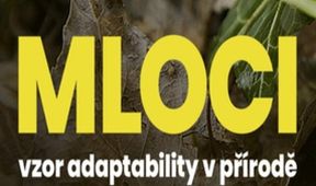 Mloci - vzor adaptability v přírodě