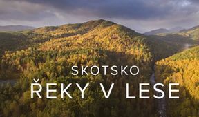 Skotsko - řeky v lese