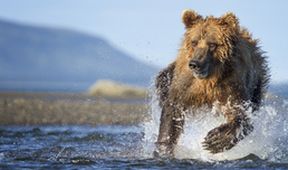 David Attenborough: Lov (2)