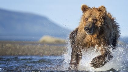 David Attenborough: Lov (2)