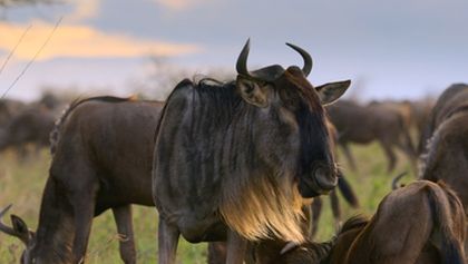 Velkolepá zvířata Afriky (2)
