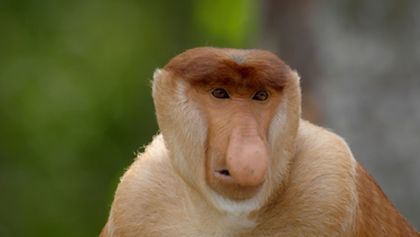 Nevšední zvířata na naši planetě (5)