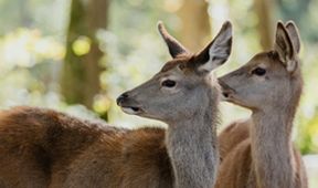 Bambi: Příběh života z lesů