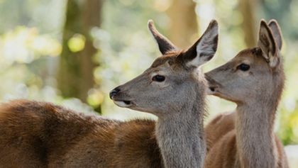Bambi: Příběh života z lesů