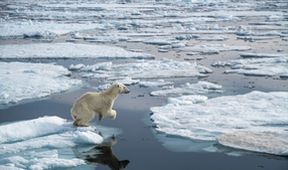 David Attenborough: Lov (1)