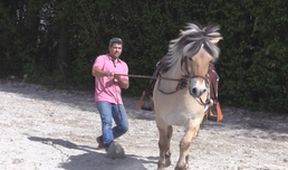 Die Pferdeprofis