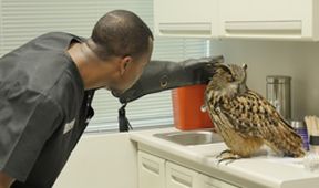 Život veterináře III (1)