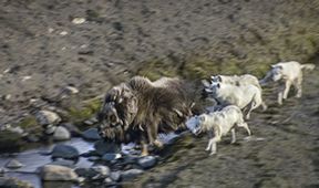 David Attenborough: Lov (7)