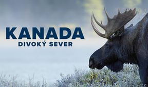 Kanada - divoký sever