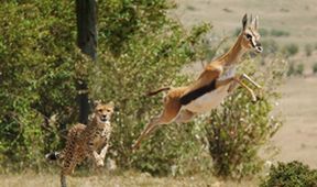 David Attenborough: Lov (7)
