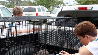 Veterinární policie Miami XVI (4)