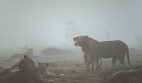 Soužití lidí a zvířat na jedné planetě (4)