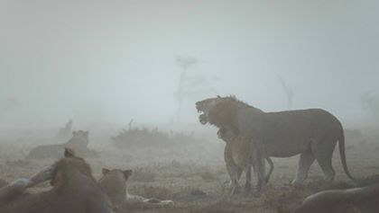Soužití lidí a zvířat na jedné planetě (4)