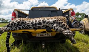 Projekt jaguár (1)