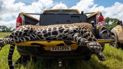 Projekt jaguár (1)