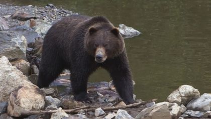 Znovuzrozená divočina Skalnatých hor: Od Yellowstonu k Yukonu (1/4)