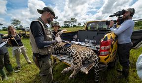 Projekt jaguár (4)