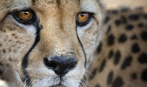 David Attenborough: Lov (7)