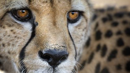 David Attenborough: Lov (7)