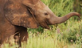 Serengeti III, Zázračná planeta (4/6)